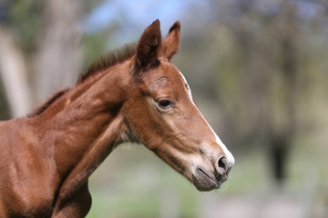 Fototapeta premium Closeup photo of a on day old newborn gidran colt at rural animal farm