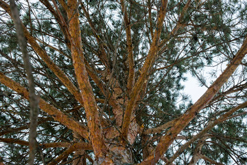 Obraz premium The trunk of pine tree in the forest looking up to the crown and sky