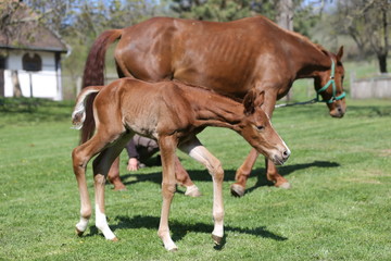 Obraz na płótnie Canvas One day old purebred chestnut foal playing first time with her mother in the green