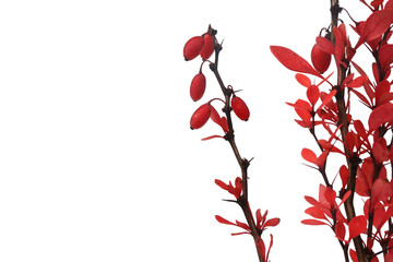 barberry bush branches with berries isolated on white background