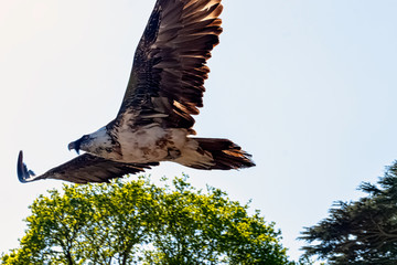 Flying bearded vulture (Gypaetus barbatus), also known as the lammergeier vulture (or lammergeyer) or ossifrage