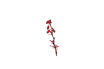 barberry bush branches with berries isolated on white background
