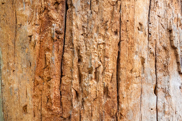 Closeup of tree trunk without bark with marks of throwing knives