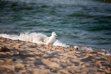 seagull in flight, seagull on the background of the sea and waves