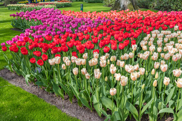 Tulipes Keukenhof