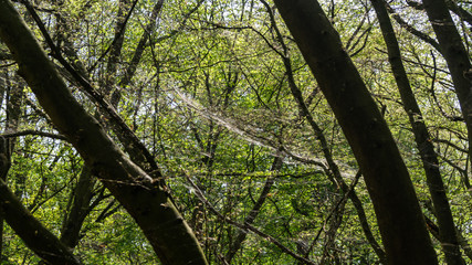 Cankerwork larva silk covering woodland trees