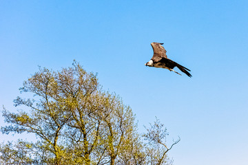 Flying bearded vulture (Gypaetus barbatus), also known as the lammergeier vulture (or lammergeyer) or ossifrage