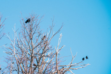 ravens on the branches of dry wood. Blue sky on background