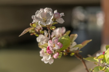 Obraz premium fleurs