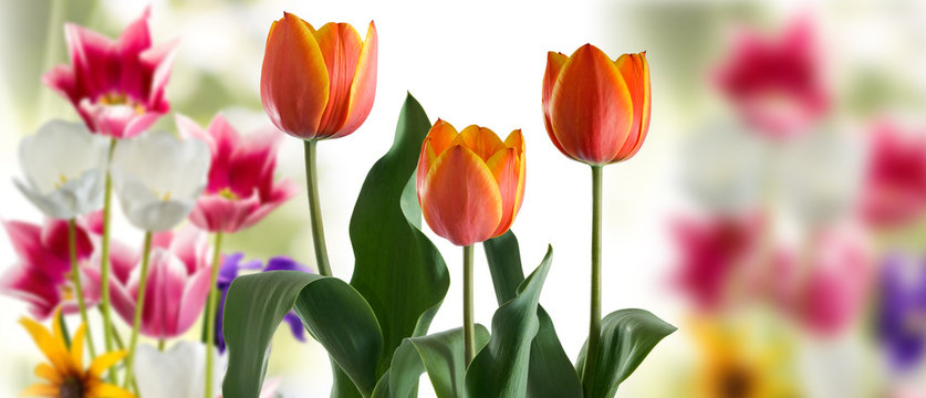 image of tulips in the garden