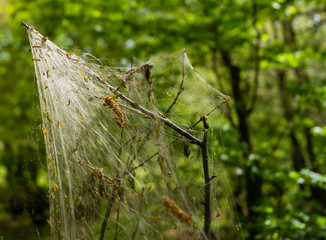 Cankerwork larva silk covering woodland trees, green caterpillars in webbing