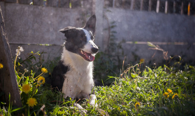 Dog in the garden during a sunny day