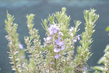 Rosmarino's flowers