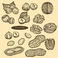 Vector hand drawn set of nuts.Hazelnuts, peanuts and walnuts in the engraving style.