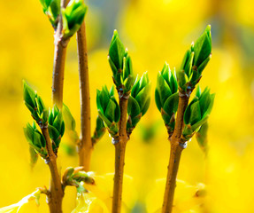 Fototapeta na wymiar Green spring leaves on branches, on a yellow solar background blossom