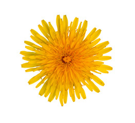 Blooming yellow dandelion on a white background. Isolated picture.