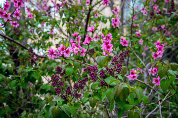 Персик цветёт