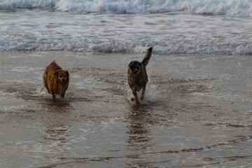 dogs on the beach of Atxabiribil in Sopelana
