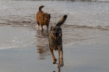 Fototapeta na wymiar dogs on the beach of Atxabiribil in Sopelana