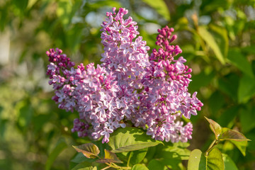 lilas