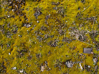green moss texture background