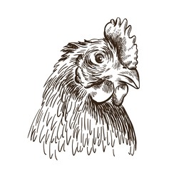 the head of a chicken. vector sketch on white