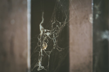 Spider webs in a dark dirty room