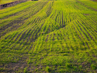 spring green fields in the mountains