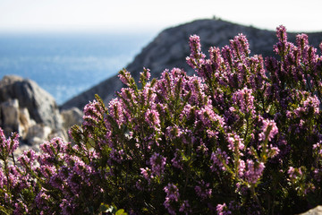 Beautiful purple flowers of lavender in bright sun light in the mountains near the ocean with Mediterranean sea on the background in national park of Marseilles, France. Summer mood.
