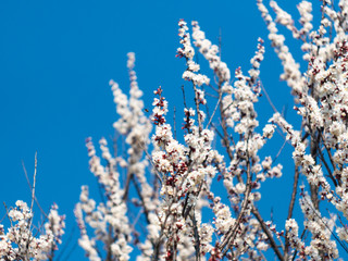 Beautiful white branches of a blooming apricots in the spring in the background blue sky