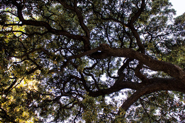 Branching tree on the background of green leaves. Day in the park of Madrid on Spain, nature and trees. Fractals in nature.