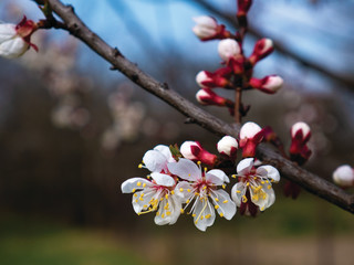Beautiful white branches of a blooming apricots in the spring in the background blue sky