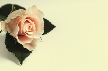 Fototapeta Róża na jasnym tle obraz