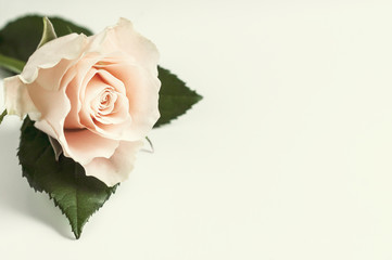 Fototapeta Róża na jasnym tle obraz