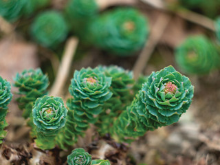 Blossom tree over nature background Spring flowers