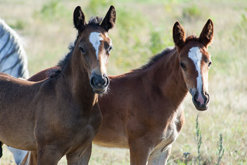 Obraz premium two foals in the summer on grazing look into the camera