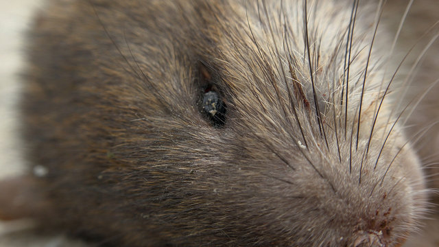 dead rat head, close up
