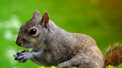 Red Squirrel Eating Seeds