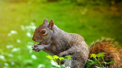 Naklejka na ściany i meble Red Squirrel Eating Seeds