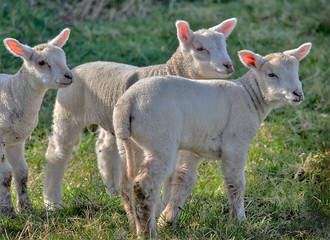 Naklejka na ściany i meble Three lambs in field
