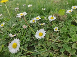 Fototapeta premium Daisys
