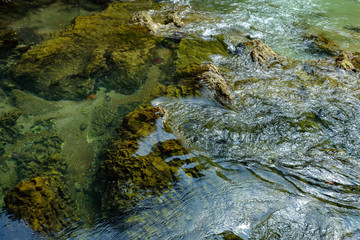 A charming transparent river in the mangrove forest.