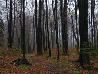 Fototapeta premium wilderness landscape forest with trees and moss on rocks