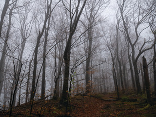 wilderness landscape forest with trees and moss on rocks