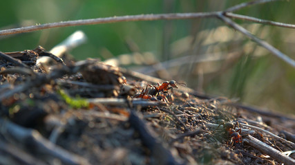 Anthill in the forest