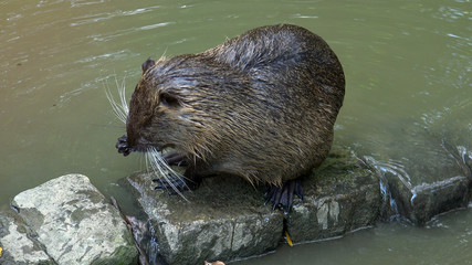 the different activities of beavers