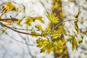 budding maple leaves in Spring near Collegeville, Pennsylvania, USA