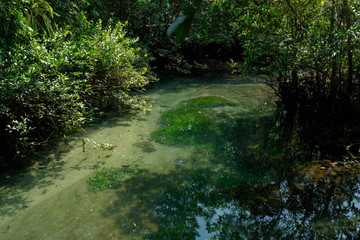 A charming transparent river in the mangrove forest.