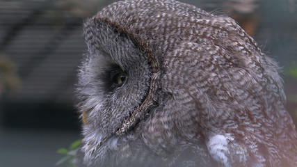 The Great Grey Owl closeup portrait
