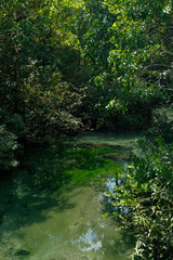 Naklejka na ściany i meble A charming transparent river in the mangrove forest.